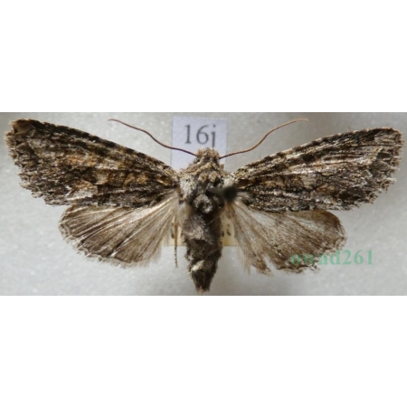Dryobotodes eremita (Fabricius, 1775) Czech16j